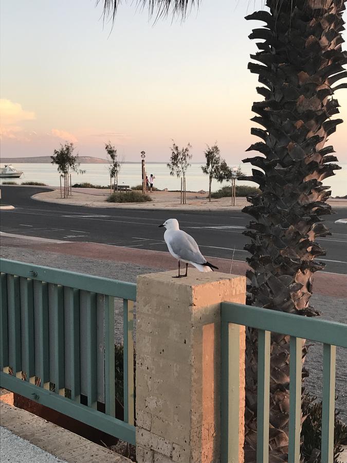 Shark Bay Seafront Apartments Denham Eksteriør billede